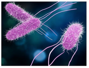 Salmonella.png