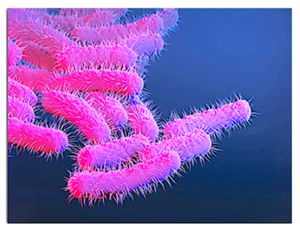 Shigella.png Shigella.png