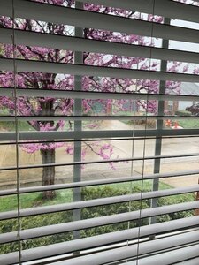 redbud.jpg