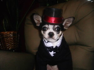 Top Hat 003.JPG