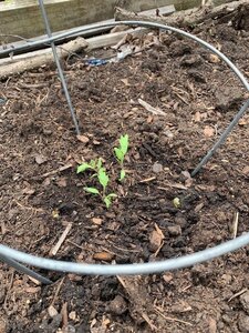 plants 2.jpg plants 2.jpg