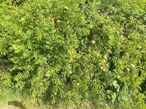 20210628_091231.jpg 20210628_091231.jpg