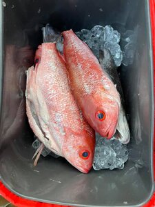 Snapper.jpg