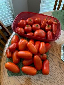 tomatoes.jpg tomatoes.jpg