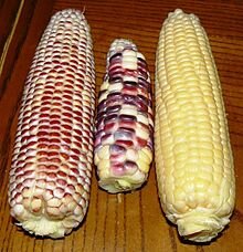 220px-Three_cultivars_of_sweet_corn.jpg