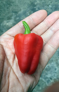 paprika pod in hand.jpg