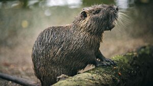 Fv1554744289%2Fshape%2Fmentalfloss%2F556901-nutria.jpg