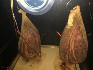 IMG_9558.jpeg IMG_9558.jpeg