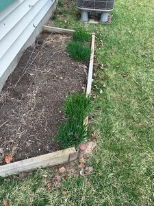 chives.jpg chives.jpg