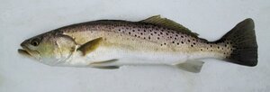 m%2Fwp-content%2Fuploads%2FF274-Spotted-Seatrout-2.jpg