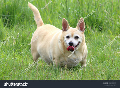 ll-chubby-dog-standing-in-grass-panting-1361090903.jpg