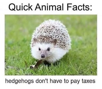 HedgehogsTaxes.jpg