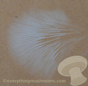 oyster_spore_print_001__10511.1384459033.1280.1280.jpg