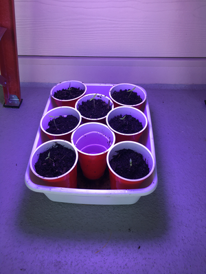 seedling-3.png seedling-3.png