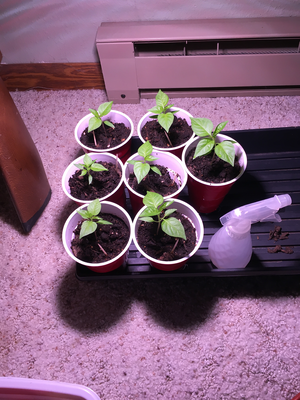 seedling-6.png seedling-6.png