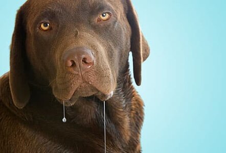 jiu_rf_photo_of_drooling_chocolate_lab.jpg