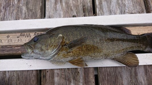 14 inch small mouth.JPG