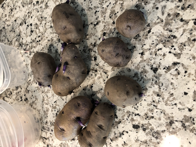 spud-4.png