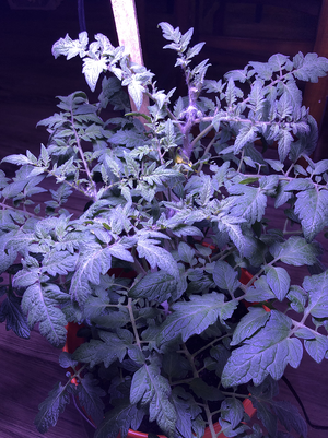 tomato-1.png tomato-1.png
