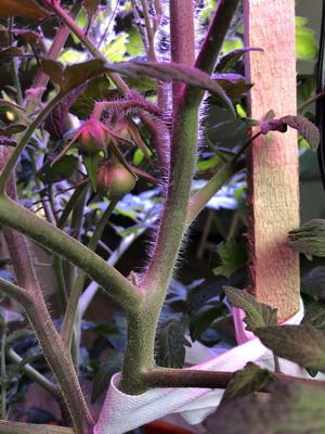 tomato-2.png tomato-2.png