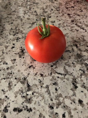 tomato-6.png