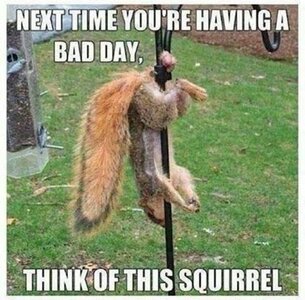 Squirrels Bad Day.jpg