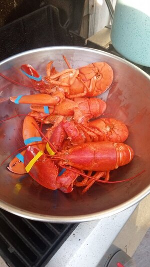 IMG_20240619_072935056.jpg