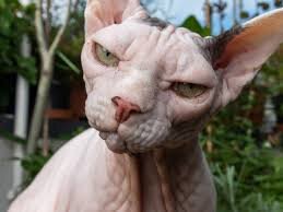 cat images.jpeg