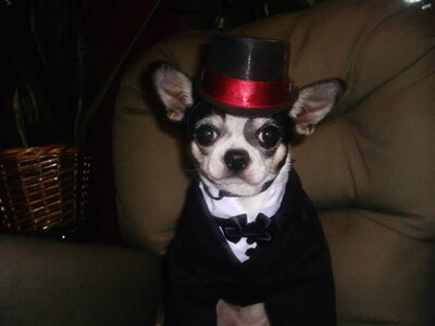 Top Hat 003.JPG