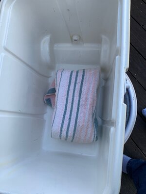 11 - Dino Ribs - Into the Cooler.jpeg