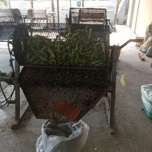 Green Chili Roasting 2025-08-08.jpg