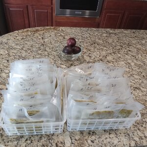 Chilies - Finale 2025-08-12.jpg