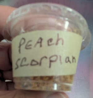 peachscorp.jpg