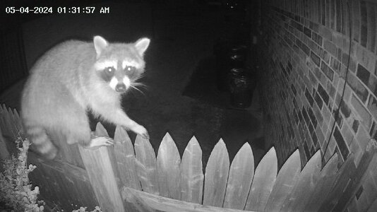 Raccoon 5-3-24.jpg