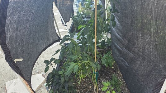 2025_peppers_001.jpg