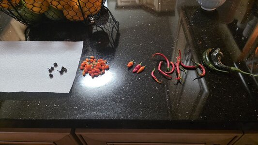 2025_peppers_002.jpg