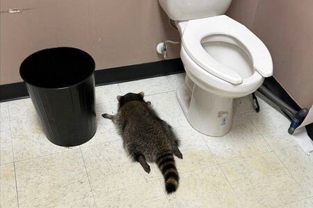Virginia_Drunk_Raccoon_50869-502605637.jpg