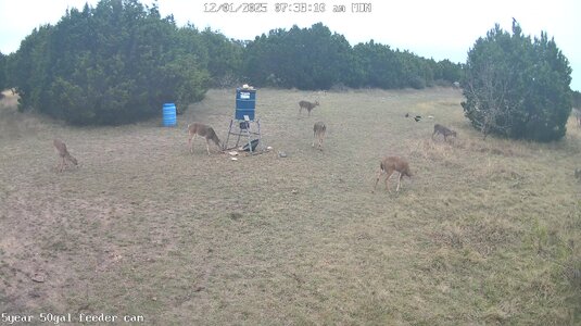 5year 50gal feeder cam-20251201_083857.jpg