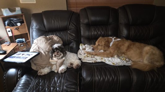 2025_dogsoncouch.jpg