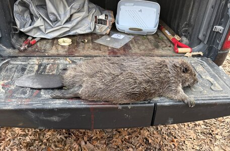 beaver 42 lbs.jpg