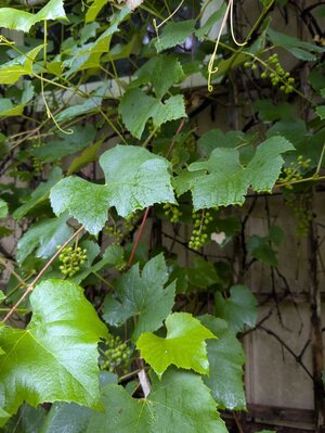 grapes.jpg