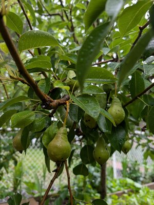 Pears.jpg
