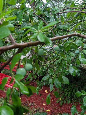 Plums.jpg