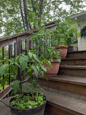 step garden.jpg