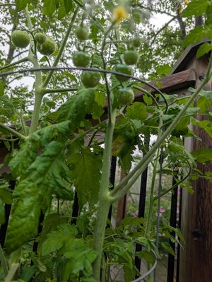 tomatoes.jpg