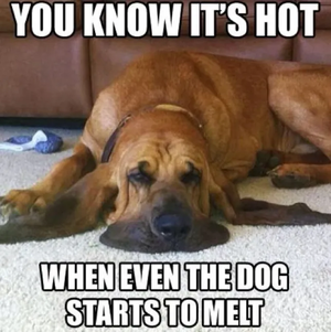 dog-melting.png