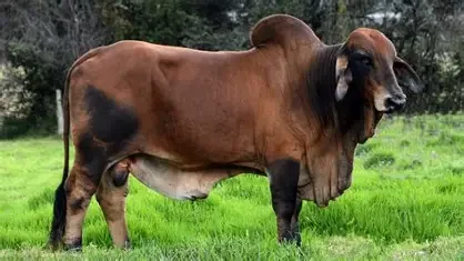 Brahman bull.webp