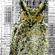 Wise Old Owl