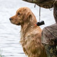 Bird_Dog