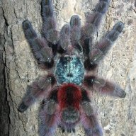 TarantulaSam